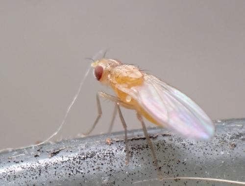 Scaptomyza flava